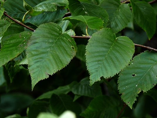 {Betula alleghaniensis}